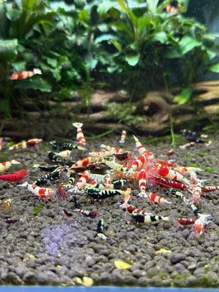 Raitapaitoja myynnissä Oulu - photo 3