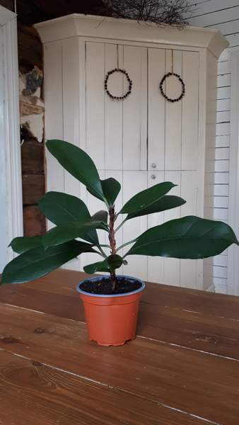 KORVAKEVIIKUNA VIHERKASVI Тампере - изображение 1