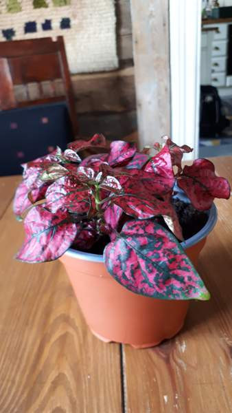 PILKKULEHTI VIHERKASVI Тампере - изображение 1