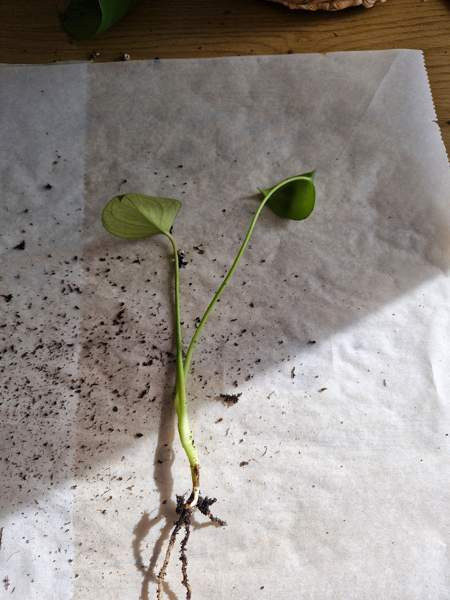 Peikonlehti Paimio - photo 1