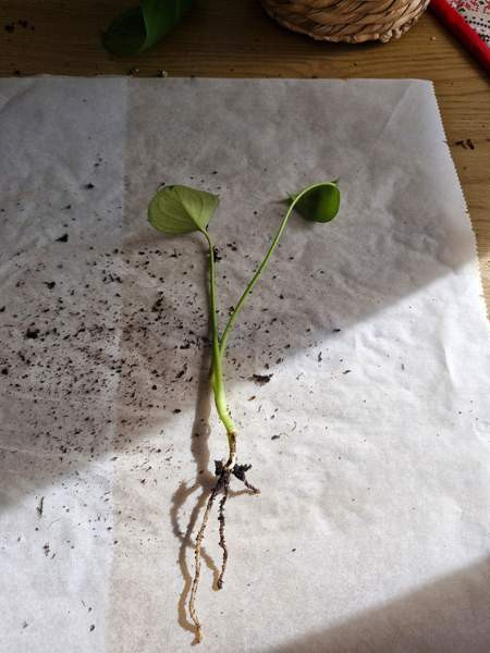 Peikonlehti Paimio - photo 2