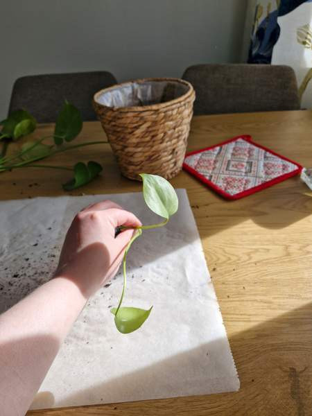 Peikonlehti Paimio - photo 3