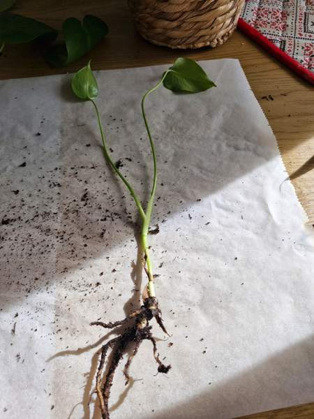 Peikonlehti Paimio - изображение 2