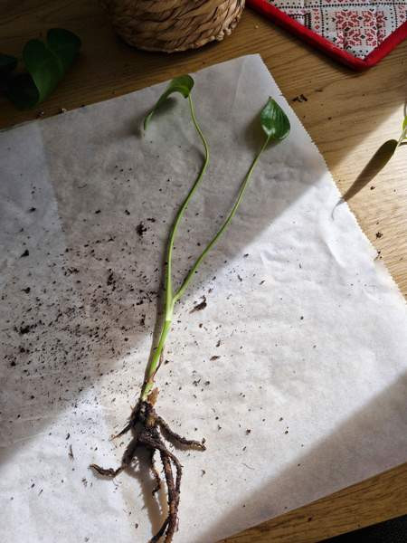 Peikonlehti Paimio - изображение 3