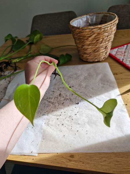 Peikonlehti Paimio - изображение 1