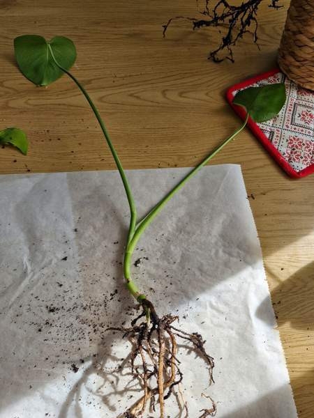 Peikonlehti Paimio - изображение 3