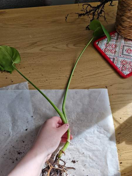 Peikonlehti Paimio - изображение 2