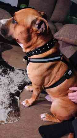 Valjaat/vedonesto valjaat Seinaejoki