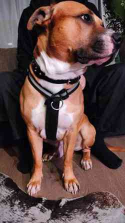 Valjaat/vedonesto valjaat Seinaejoki