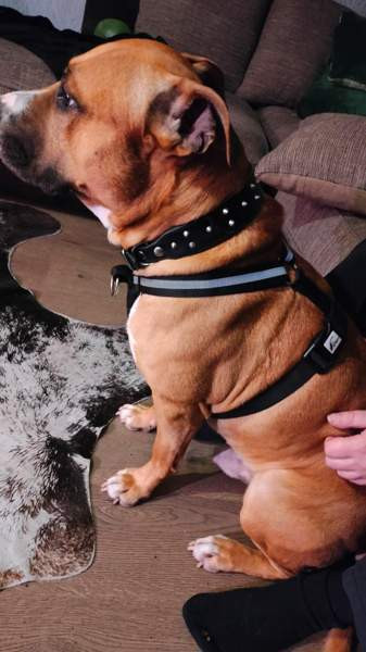 Valjaat/vedonesto valjaat Seinäjoki - valokuva 3