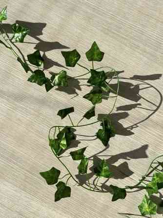 Koristeköynnös Salo