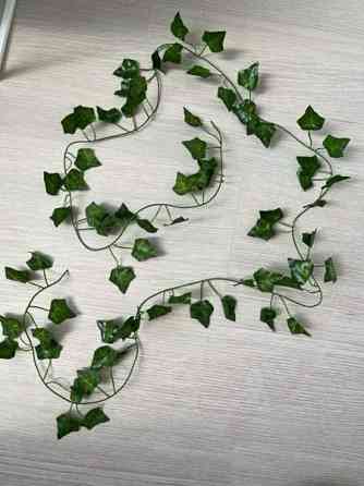 Koristeköynnös Salo