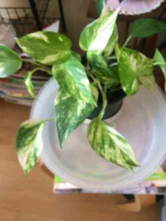 Kultaköynnös Helsinki