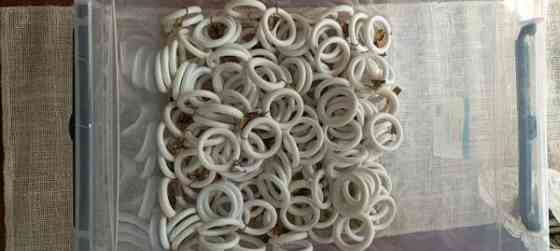 Valkoisia verhonrenkaita Maentsaelae