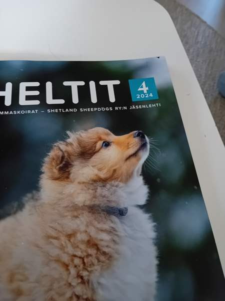 Sheltti lehdet Oulu - valokuva 3