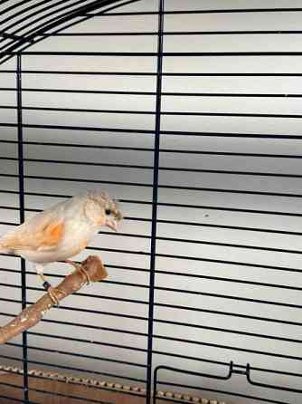 Kanarialintu pari Vaasa