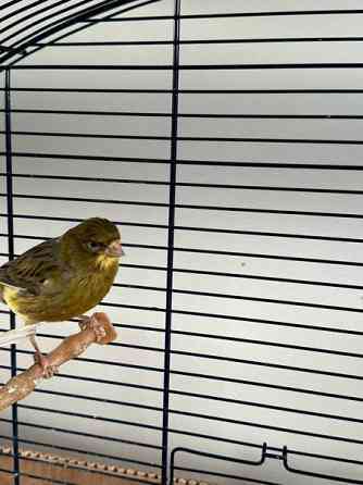 Kanarialintu pari Vaasa