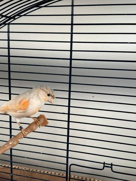 Kanarialintu pari Vaasa - valokuva 1