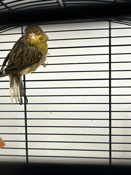 Kanarialintu pari Vaasa - valokuva 4