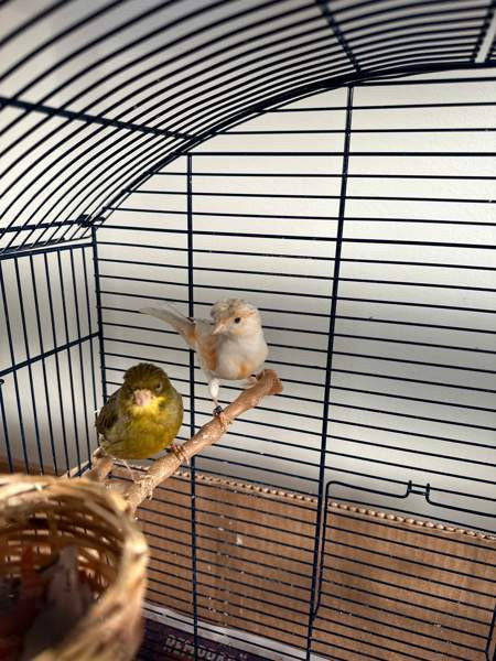 Kanarialintu pari Vaasa - valokuva 6