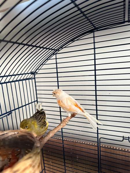 Kanarialintu pari Vaasa - valokuva 5