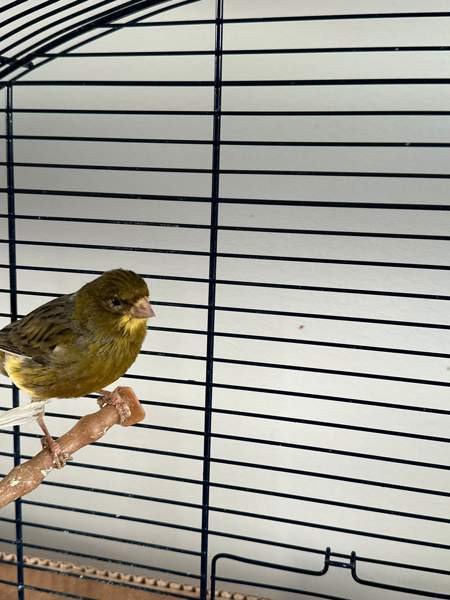 Kanarialintu pari Vaasa - valokuva 3