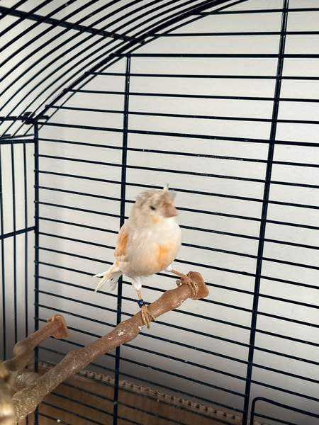 Kanarialintu pari Vaasa - valokuva 2