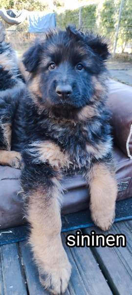 Pentu Rauma – foto 5