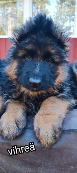 Pentu Rauma – foto 4