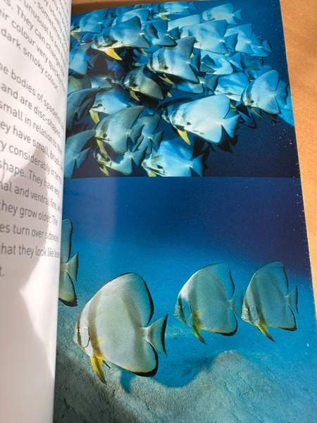 Sukellus, snorklaus ja kalat Vantaa - valokuva 4