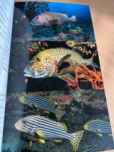 Sukellus, snorklaus ja kalat Vantaa - valokuva 3