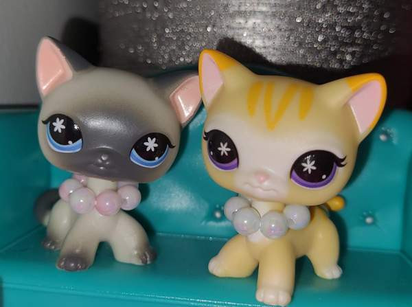 G7 Seisovat kissat LPS (TARJOA) Vantaa - photo 1