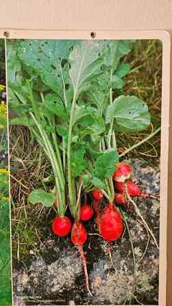 Vintage opetustaulu kasvi sisustus taulu Helsinki