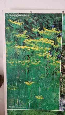 Vintage opetustaulu kasvi sisustus taulu Helsinki