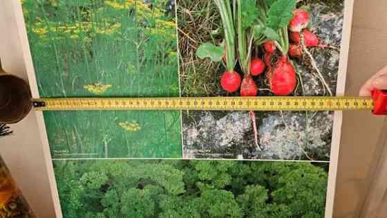 Vintage opetustaulu kasvi sisustus taulu Helsinki