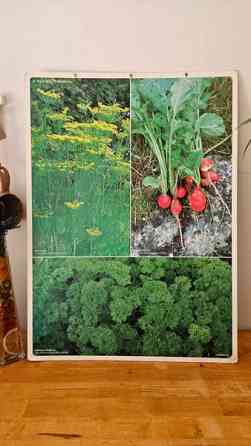 Vintage opetustaulu kasvi sisustus taulu Helsinki