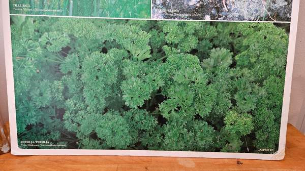 Vintage opetustaulu kasvi sisustus taulu Helsinki - valokuva 7