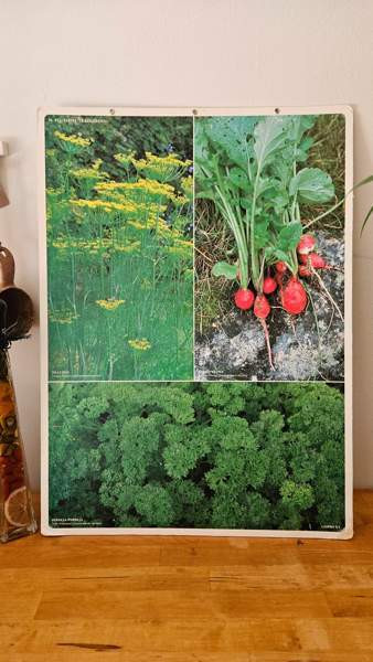 Vintage opetustaulu kasvi sisustus taulu Helsinki - valokuva 1