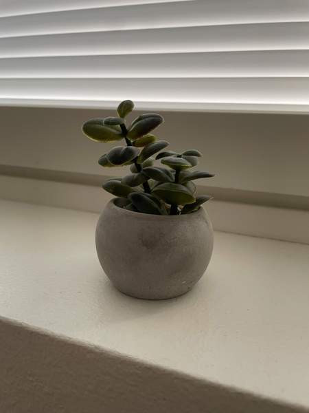 Tekokasvit 2 kpl Nurmijärvi - valokuva 2