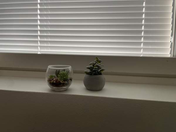 Tekokasvit 2 kpl Nurmijärvi - valokuva 4