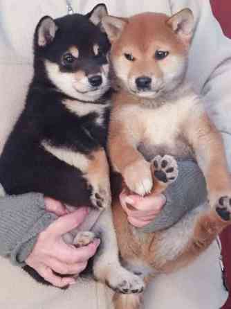 Pienikokoiset pennut Helsinki