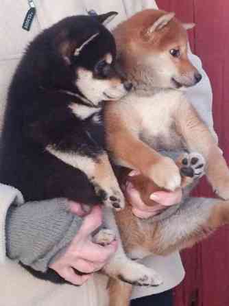 Pienikokoiset pennut Helsinki