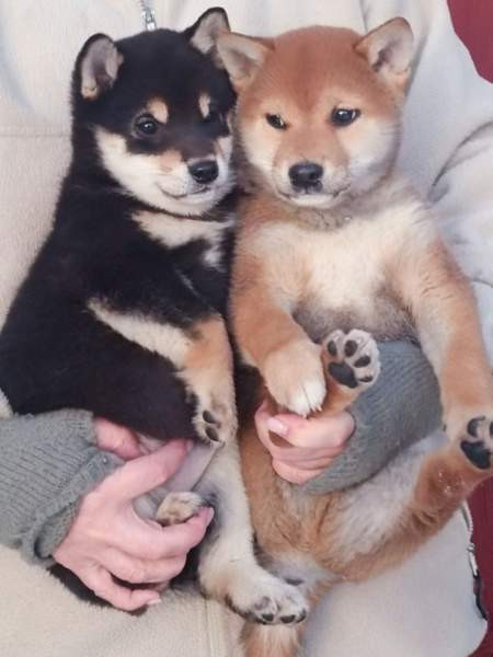 Pienikokoiset pennut Helsinki - изображение 3