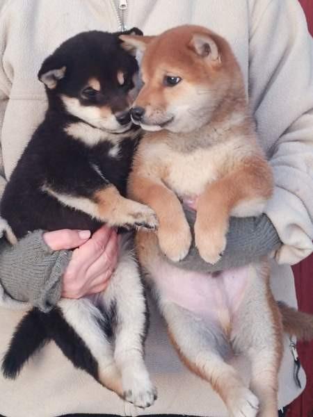 Pienikokoiset pennut Helsinki - изображение 1