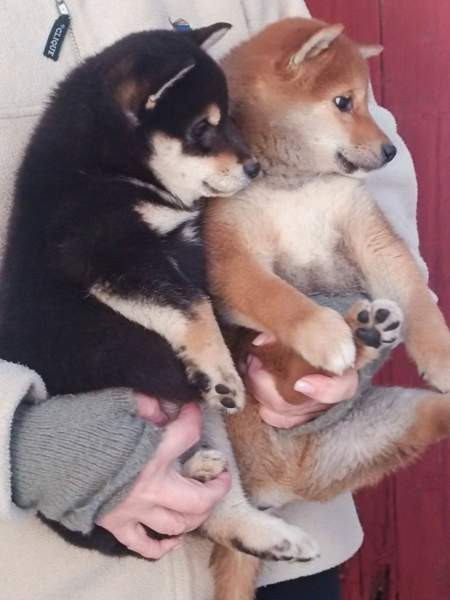 Pienikokoiset pennut Helsinki - изображение 2