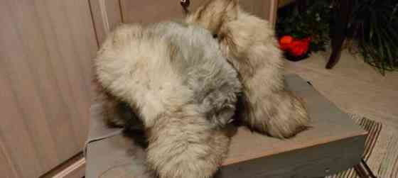 Sinikettu karvalakki Lohja