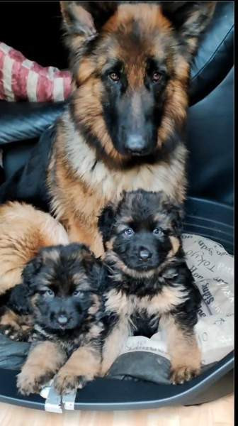 Pentu Rauma – foto 2