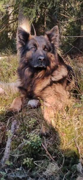 Pentu Rauma – foto 3