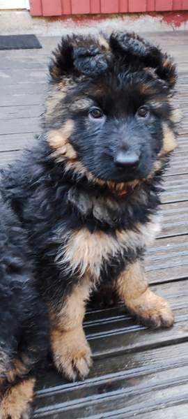 Pentu Rauma – foto 7