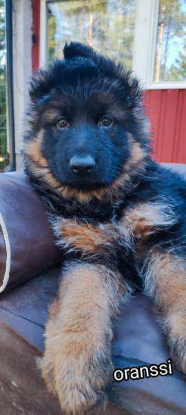 Pentu Rauma – foto 6